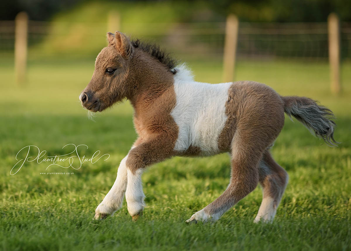 Plumtree Miniature Shetland Pony Stud